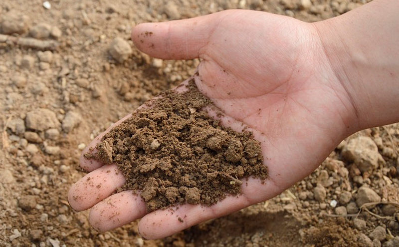 How Often Do I Need to Check My Soil?