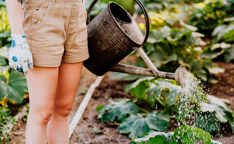 Growing Your Garden on a Budget