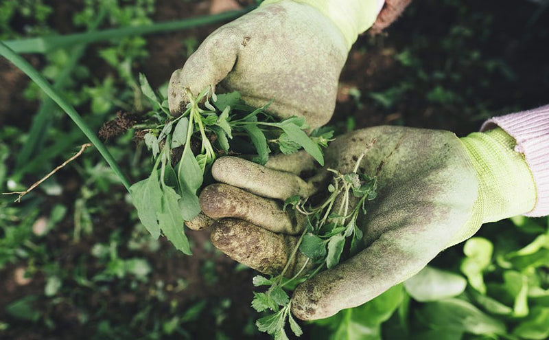 How to Identify Weeds in Your Garden