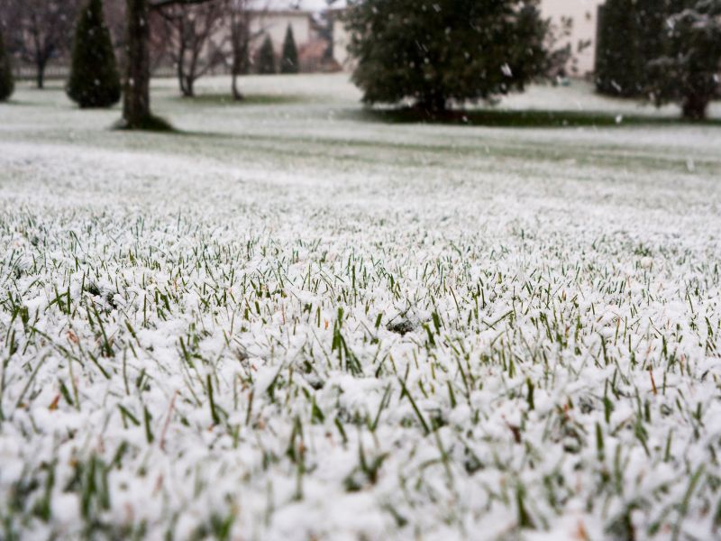 Your Guide to Snow Mold Prevention