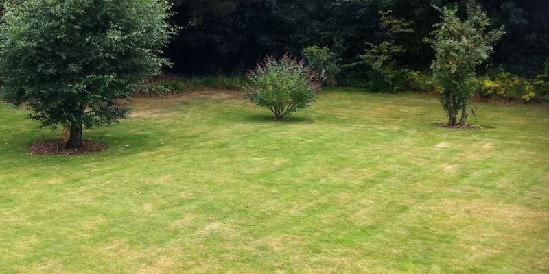 Healing Brown Spots and Lawn Damage