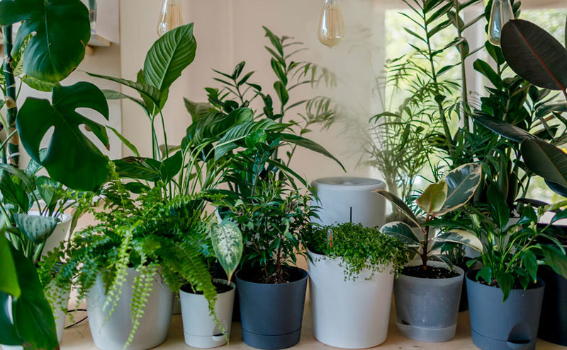 Keeping Your Thumb Green during the Winter with Houseplants