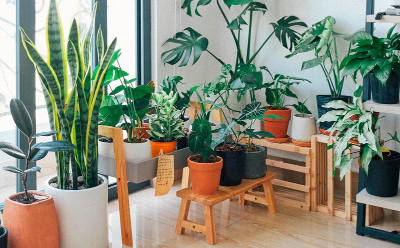 Plan on Giving House Plants for Christmas? Here are 10 Pet-Friendly House Plants to Give to Friends and Family