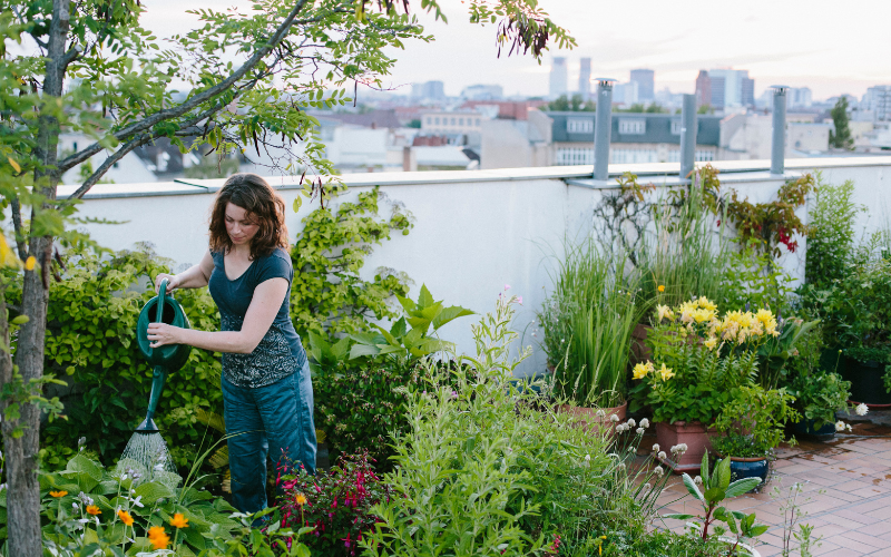 Using Native Plants for Local Ecosystem Support