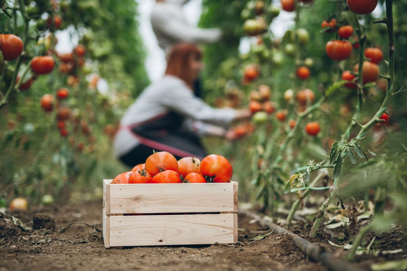 10 Key Tips for Post-Harvest Garden Maintenance