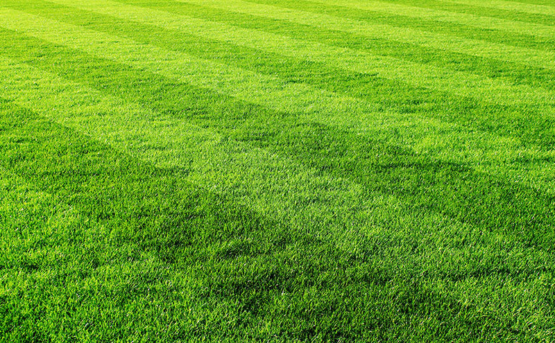 How to Keep a Healthy Lawn during the Hot Summer