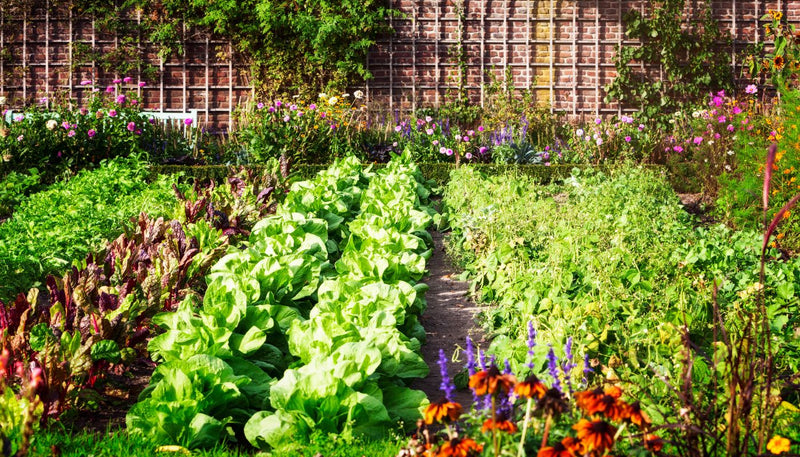 Harnessing the Benefits of Organic Gardens