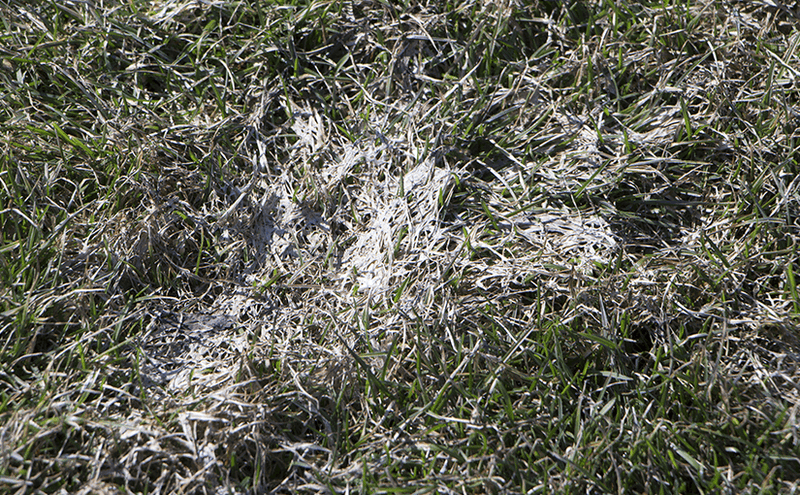 What is Snow Mold? (And How to Get Rid of It)