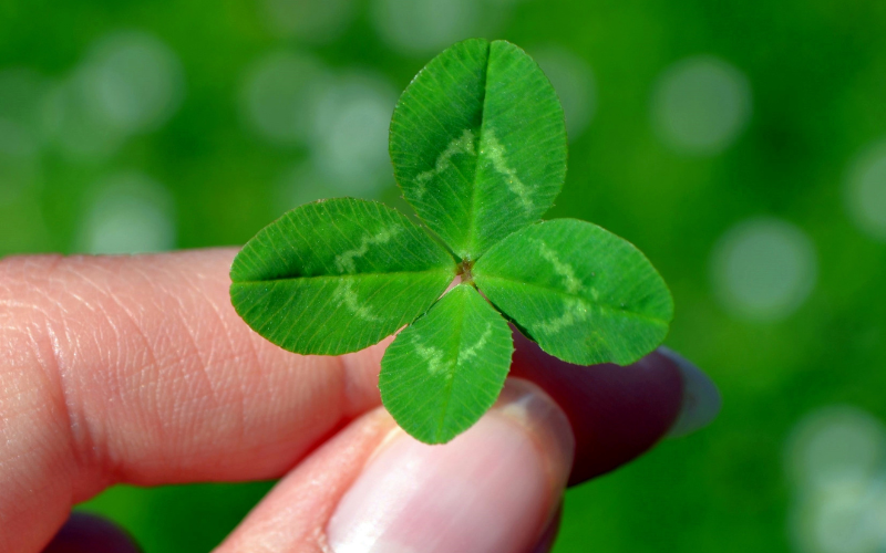 Your Guide to Planting a Clover Lawn