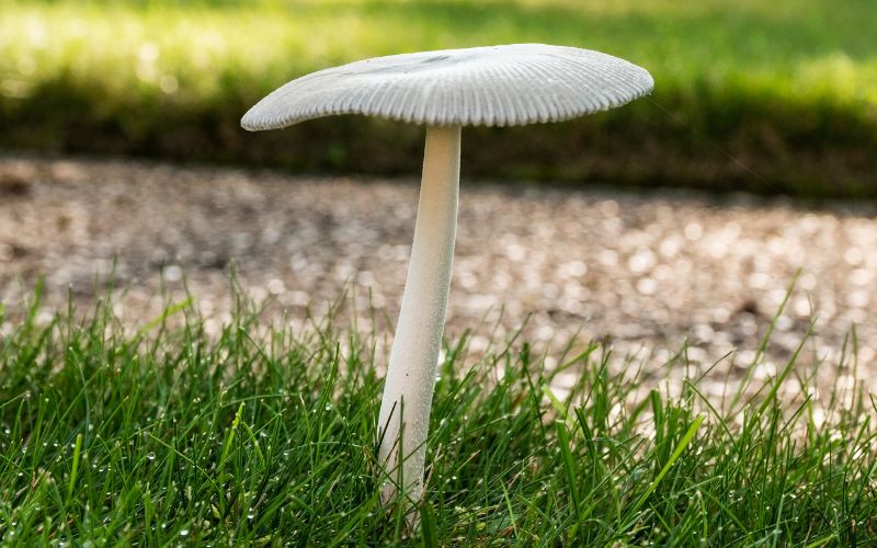 Preventing Lawn Pests and Fungi