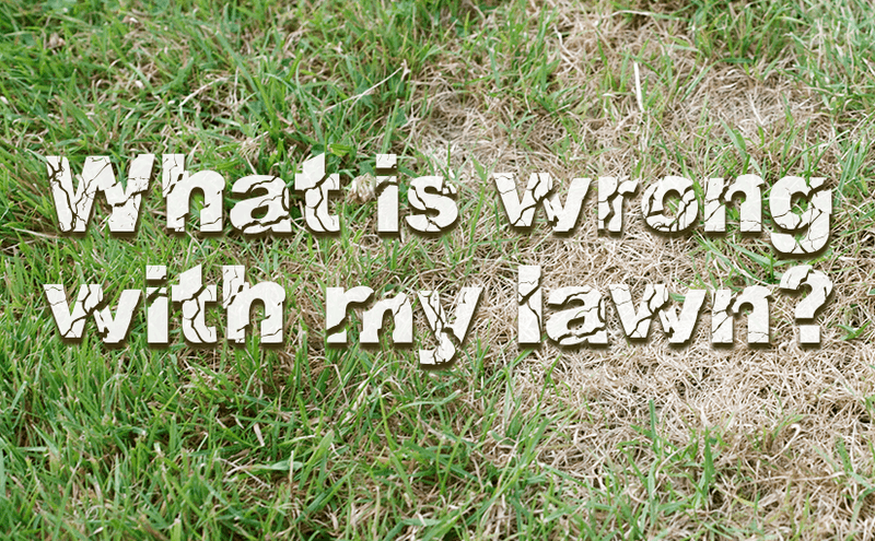 Lawn Maintenance: What’s Wrong with My Lawn?