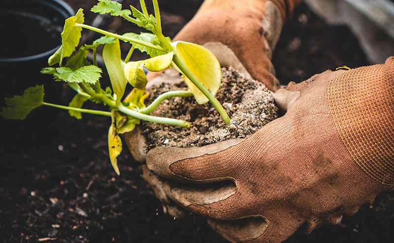 What You Need To Know About Cold Frame Gardening