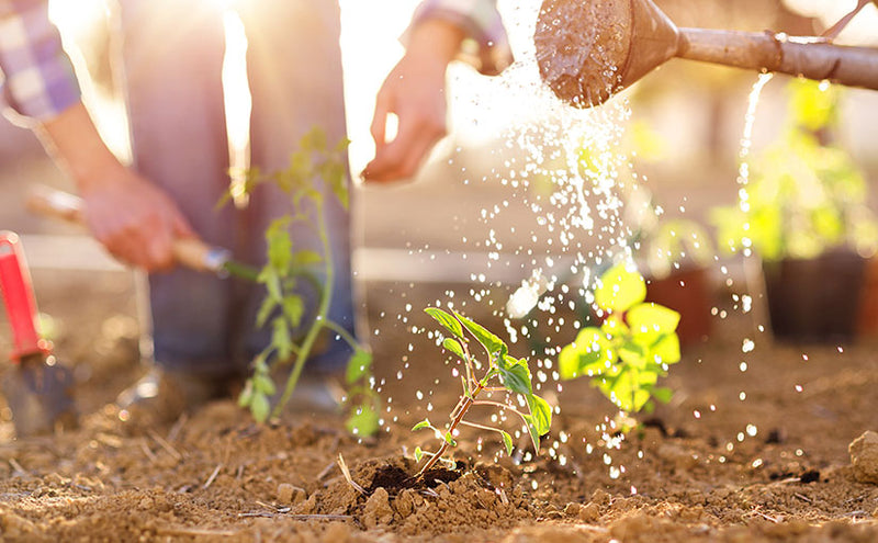 18 Tips for Taking Care of Your Vegetable Garden Before You Go on Vacation