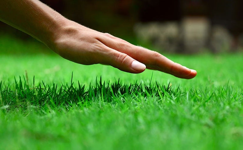 Mowing Your Lawn: 6 Hacks for Keeping Your Yard Looking Tidy and Well-Maintained