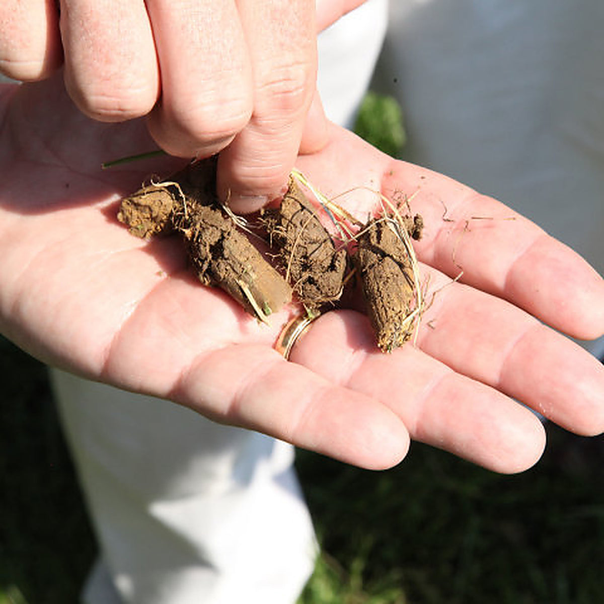 A person holds soil and roots in their hand with sunlight highlighting the benefits of soil aeration—showcasing how the 40″ Tow-Behind Plug Aerator | PA-403BH from Brinly Parts promotes healthier lawns.