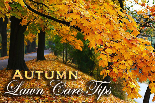Autumn Lawn Care Tips